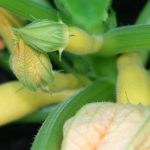 Baby yellow zukes (Custom)
