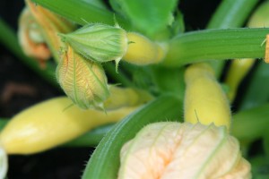 Baby yellow zukes (Custom)