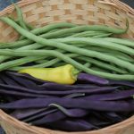 French Filet Beans, Purple Peacock Beans and a Banana Pepper