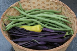 French Filet Beans, Purple Peacock Beans and a Banana Pepper