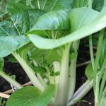Bok Choy (Custom)