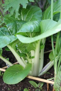 Bok Choy (Custom)