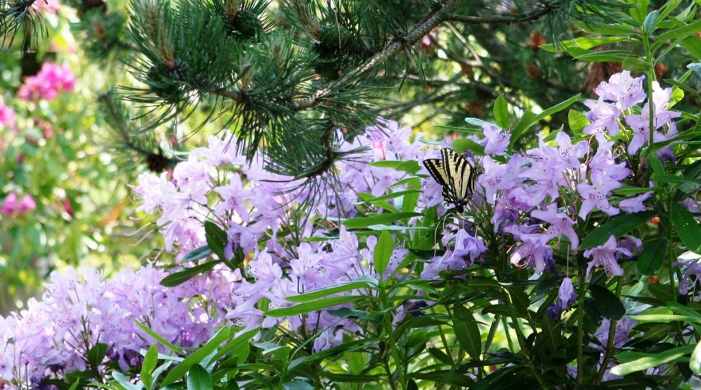 Butterfly on rhodo3 - cropped (Custom) Butterfly on rhodo3 - cropped (Custom)