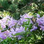 Butterfly on rhodo3 – cropped (Custom)