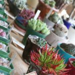 Cacti & Sedums & Semps, Oh My!