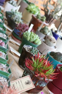 Cacti & Sedums & Semps, Oh My!