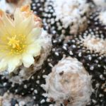 An amazing cacti