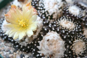 An amazing cacti