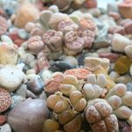 Lithops: “flowering stones” or “living stones”