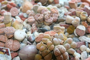 Lithops: “flowering stones” or “living stones”
