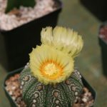 lucky to see this in bloom