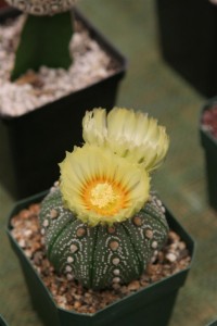 lucky to see this in bloom