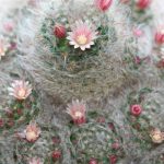 pretty and delicate - but sharp!