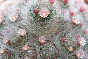 pretty and delicate - but sharp!