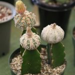 Cactus Show (8)