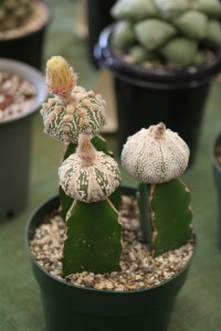 Cactus Show (8)