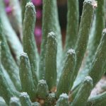 Spikey fingers