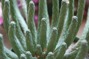 Spikey fingers