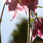 Columbine (Custom)