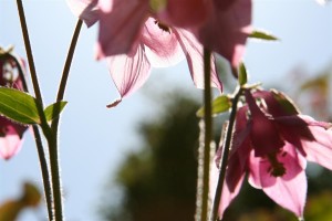 Columbine in the Sun