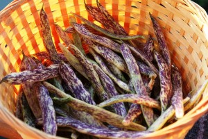 Dutch Dragon Tongue Beans