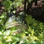 E VAN Garden tour 2