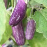 Fairytale Eggplants