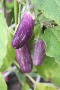Fairytale Eggplants
