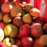 Fallen apples from the Community Garden's Heritage Orchard