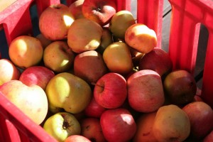 Fallen apples from the Community Garden's Heritage Orchard