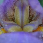 Iris (custom)