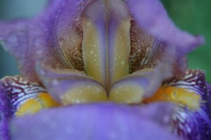 Iris (custom)