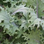 Kale(custom)