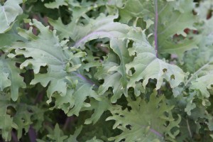 Kale(custom)