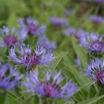 Monarda (Custom)