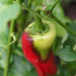 "Pizza My Heart" Pepper