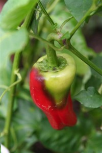 "Pizza My Heart" Pepper