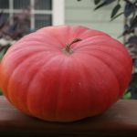 Rouge Vif d'Etampes Pumpkin