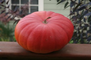 Rouge Vif d'Etampes Pumpkin