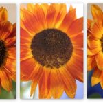 Sunflowers in September 2009 (Large) Sunflowers in September 2009 (Large)