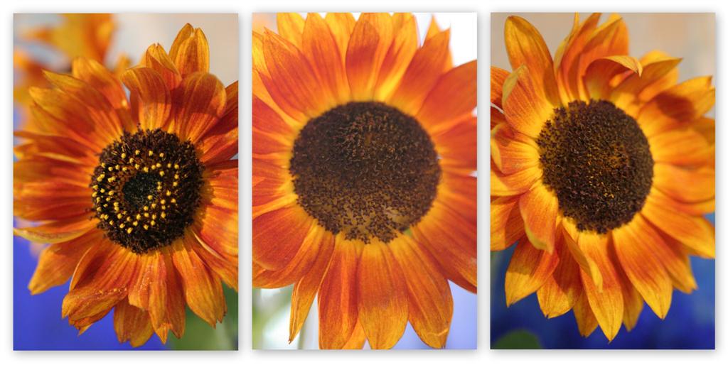 Sunflowers in September 2009 (Large)