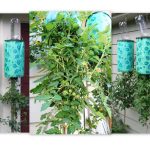Topsy Turvy Tomato Collage (Custom) Topsy Turvy Tomato Collage (Custom)