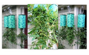 Topsy Turvy Tomato Collage (Custom)