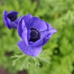 anemone open (Custom)