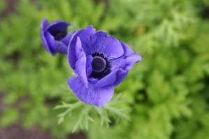 anemone open (Custom)