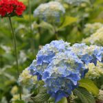 hydrangea (Custom)