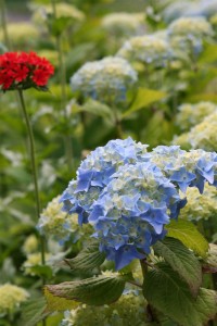 hydrangea (Custom)
