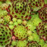 hens and chicks