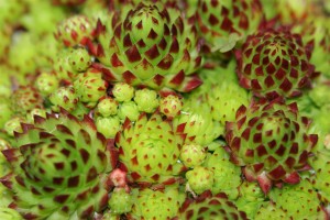 hens and chicks
