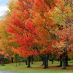 Fall Foliage 1 (Large)